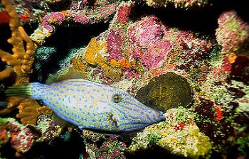 File fish among the colorful coral on the Brac by Jerry Hamberg 
